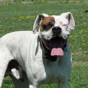 Meet your Posher, Yancee